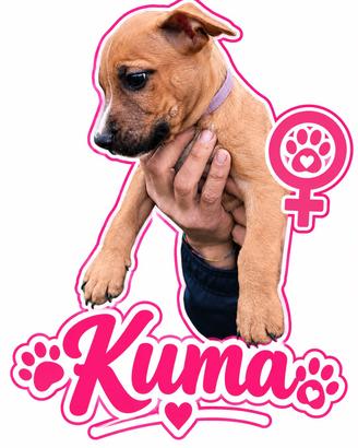 Cucciola Pitbull 