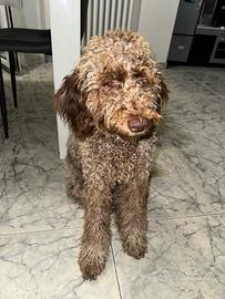 Cucciolo 6 mesi di Lagotto romagnolo