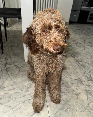 Cucciolo 6 mesi di Lagotto romagnolo
