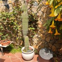 Pachycereus Pringlei, cactus colonnare alt. 1,45mt