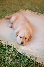 Splendidi cuccioli di golden retriever