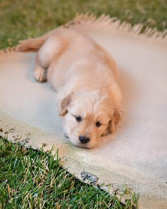 Splendidi cuccioli di golden retriever