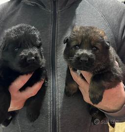 Meravigliosi Cuccioli Pastore Tedesco LINEA LAVORO