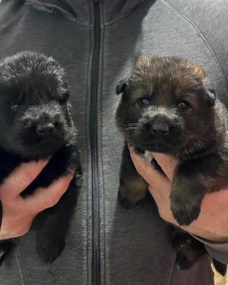 Meravigliosi Cuccioli Pastore Tedesco LINEA LAVORO