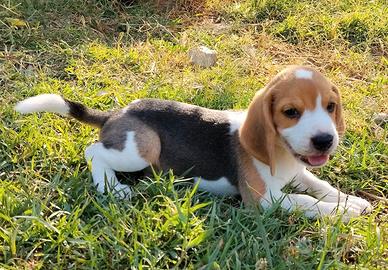 Beagle Elisabetian femmina di tre mesi da salottin