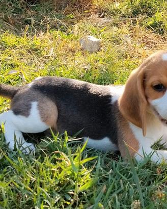 Beagle Elisabetian femmina di tre mesi da salottin