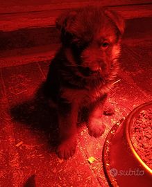 Cuccioli pastore tedesco