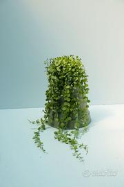 Dischidia nummularia — pianta ricadente da collezi