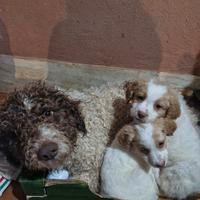 Ultimi 2 cuccioli lagotto jack russel