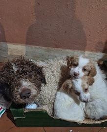 Ultimi 2 cuccioli lagotto jack russel