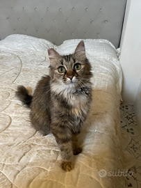 ADOZIONE gatti - nuova casa per Pallina e Luna