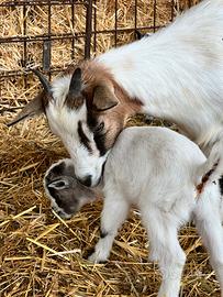 Capretta tibetana con capretto maschio
