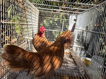 Galline ornamentali