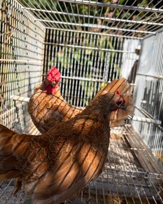 Galline ornamentali