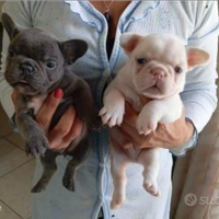 Bulldog francese
