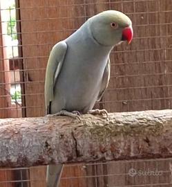 Coppia parrocchetto dal collare