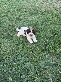 Cane Lagotto con pedigree