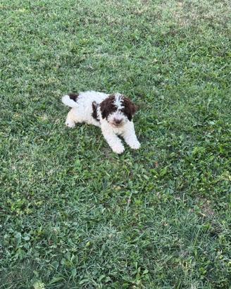 Cane Lagotto con pedigree