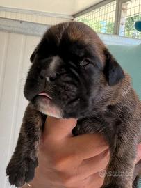 Cuccioli Di Boxer