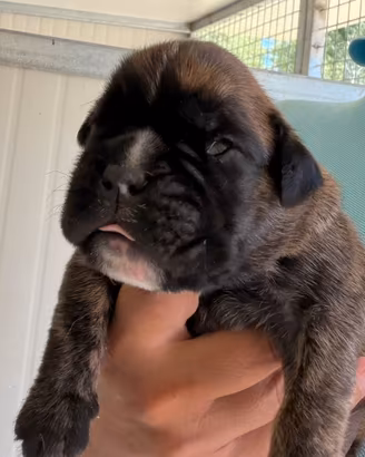 Cuccioli Di Boxer