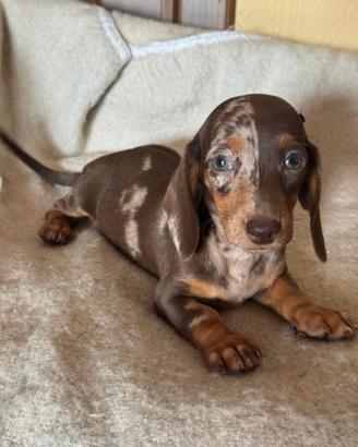 Cuccioli di bassotto