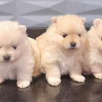 Cuccioli di spitz con cip