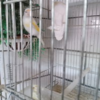 Cardellino bianco acianico occhi neri