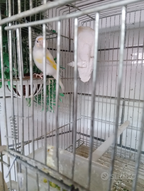 Cardellino bianco acianico occhi neri