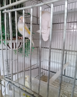 Cardellino bianco acianico occhi neri