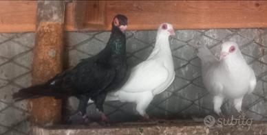 Colombi occhialoni di Parma