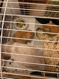 Conigli nani mini lop