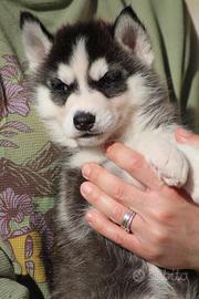 Siberian Husky cuccioli