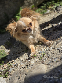 Chihuahua per accoppiamento