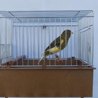 Canarine Timbrado Spagnolo