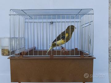 Canarine Timbrado Spagnolo