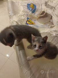 Fratellini di 6 settimane