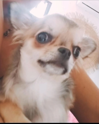 Disponibile per accoppiamento