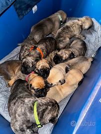 Dogo canario presa canario cuccioli