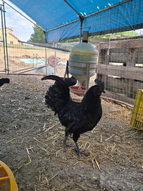 Ayam Cemani