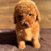 Piccolo red toy barbone