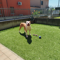 Amstaff maschio per monta