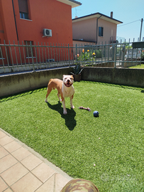 Amstaff maschio per monta