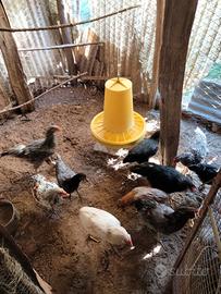 GALLINE NOSTRANE