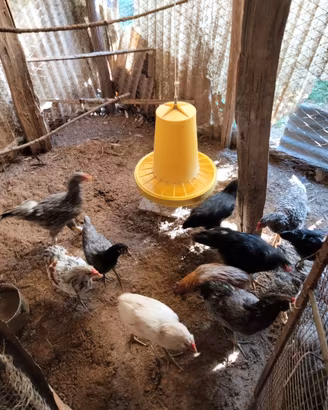 GALLINE NOSTRANE