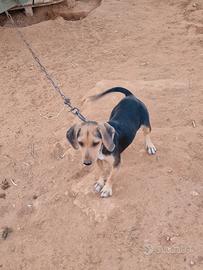 Cucciola beagle segugio 4 mesi