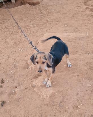 Cucciola beagle segugio 4 mesi