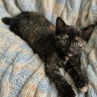 Gattina mix siamese squama di tartaruga