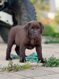 Labrador retriever chocolate