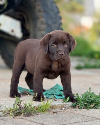 Labrador retriever chocolate