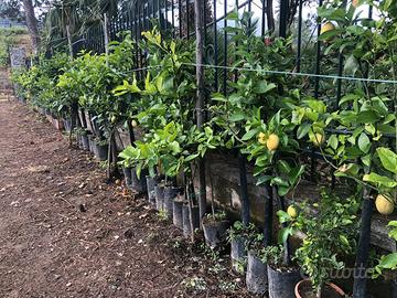 Piante di limoni